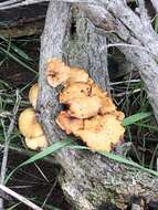 Image de Flammulina lupinicola (Redhead & R. H. Petersen) C. Hahn 2016