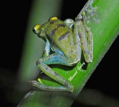 صورة Boana pellucens (Werner 1901)