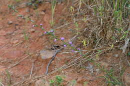 Image de Liatris virgata Nutt.