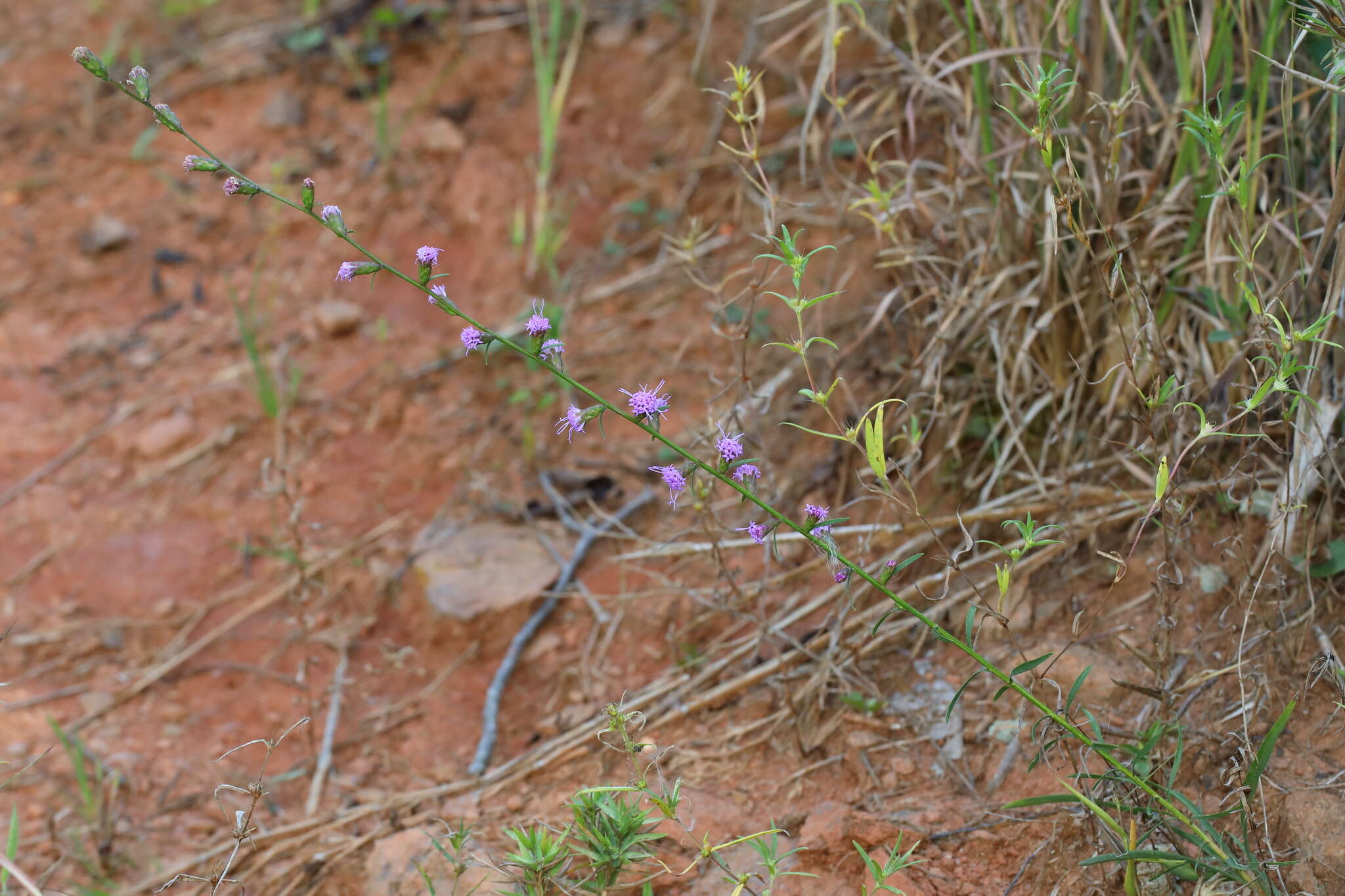 Слика од Liatris virgata Nutt.