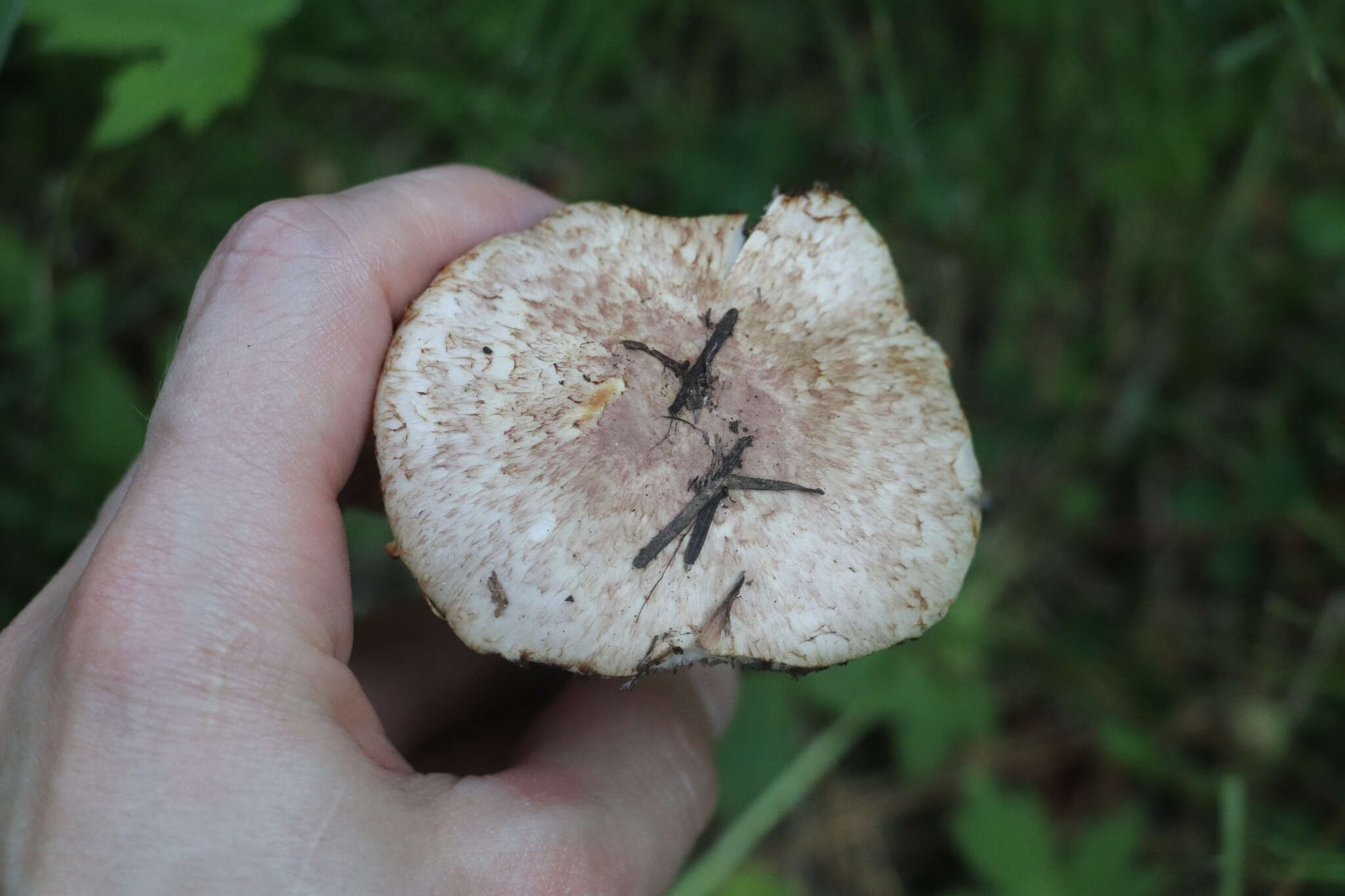 Image of Rosy Wood Mushroom