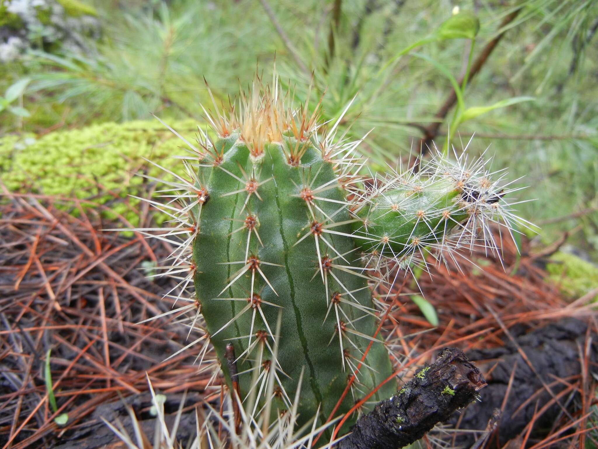 Image of Echinocereus salm-dyckianus Scheer