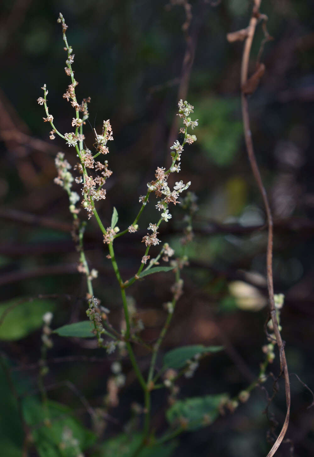 Image of Muehlenbeckia zippelii (Meisn.) Danser