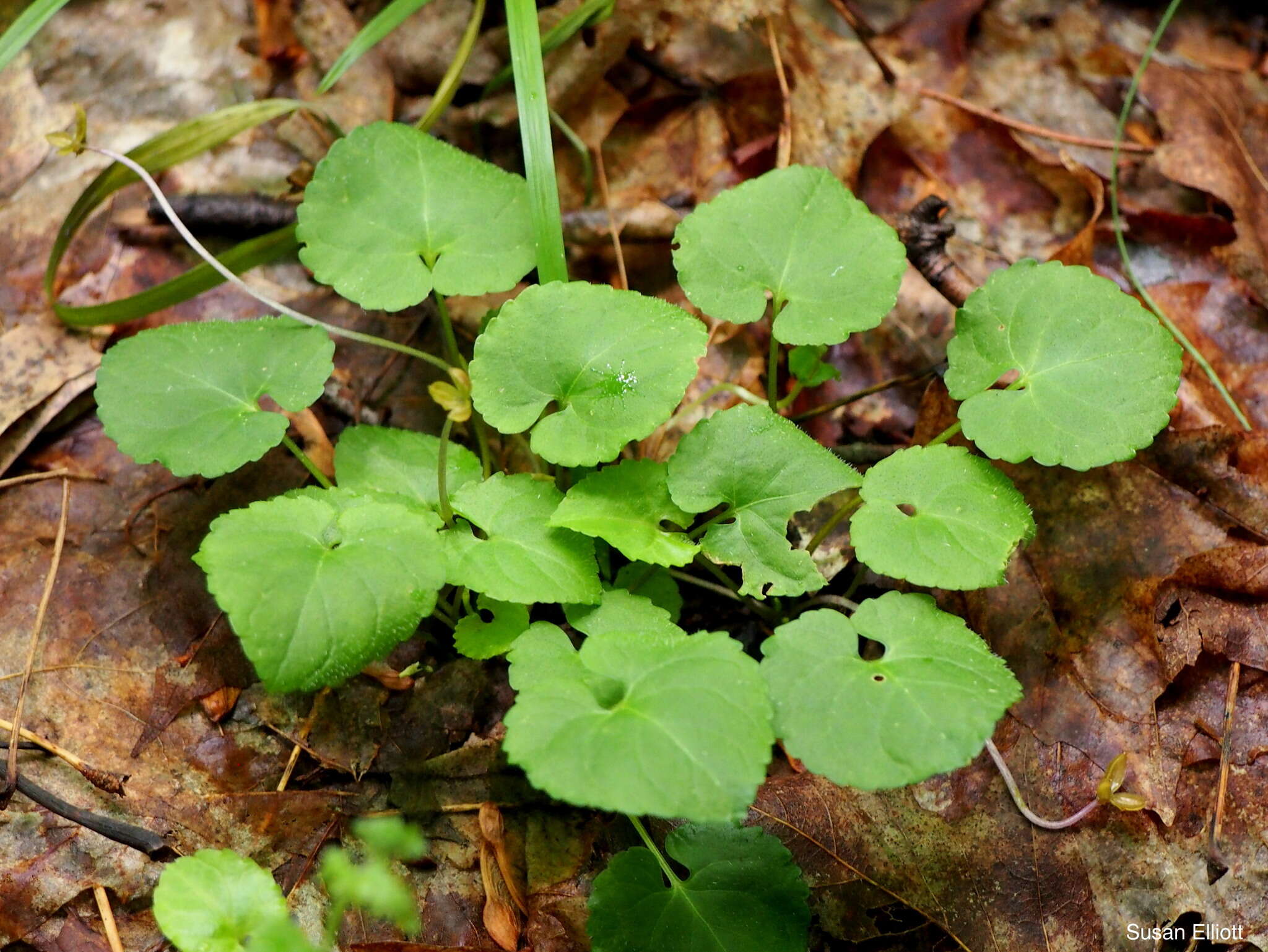 Image of Selkirk's violet