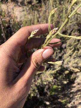 Image of pink cudweed