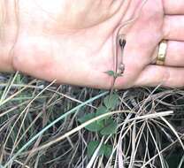 صورة Ceropegia decidua subsp. pretoriensis R. A. Dyer