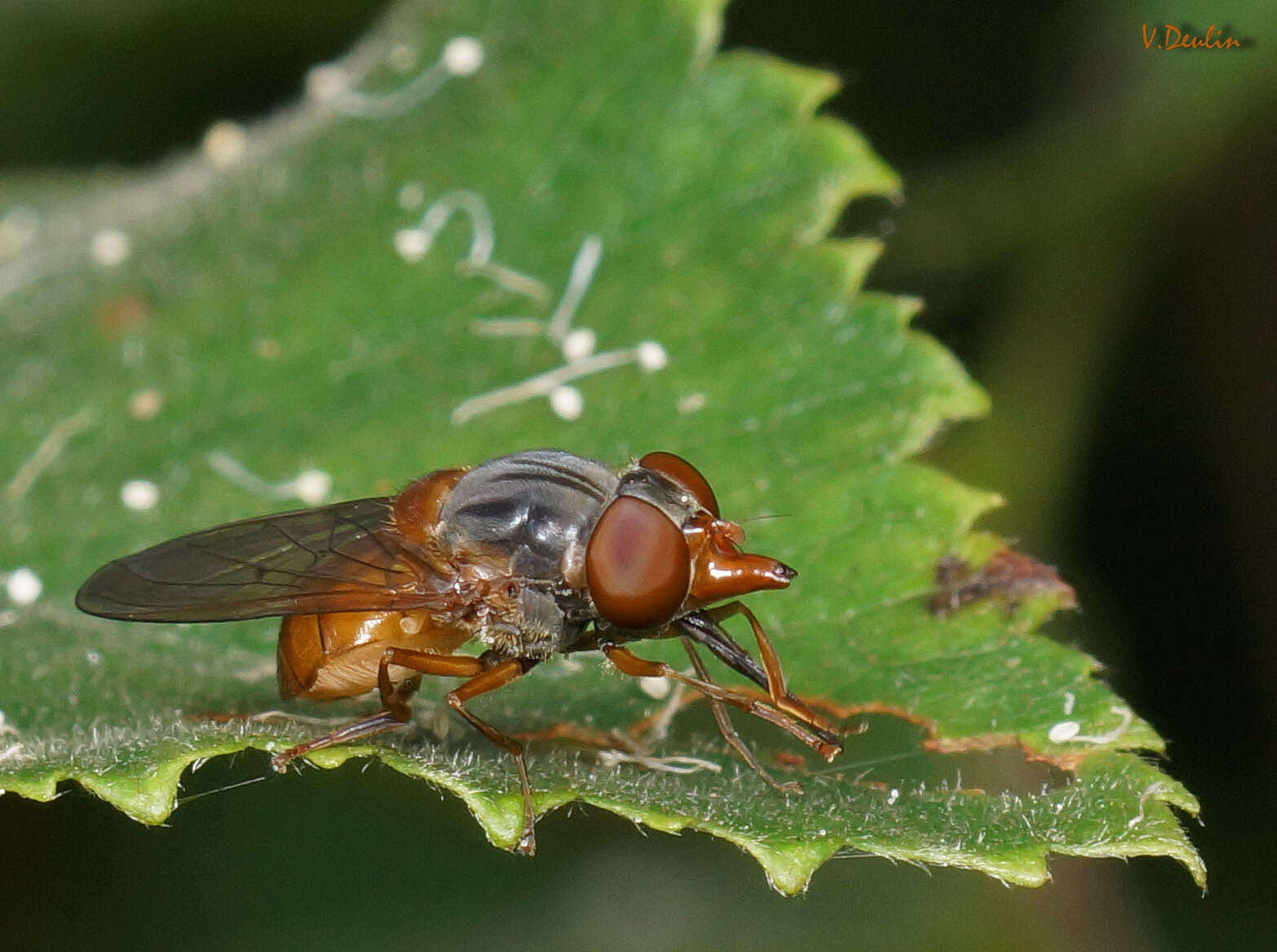 Image of Rhingia rostrata (Linnaeus 1758)