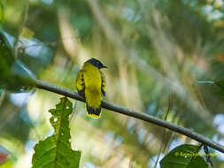 Image of Black-headed Bulbul