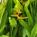 Image of Heliconia nickeriensis Maas & de Rooij