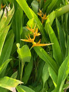 Image of Heliconia nickeriensis Maas & de Rooij