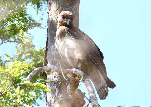 Image of Madagascan Cuckoo-Hawk