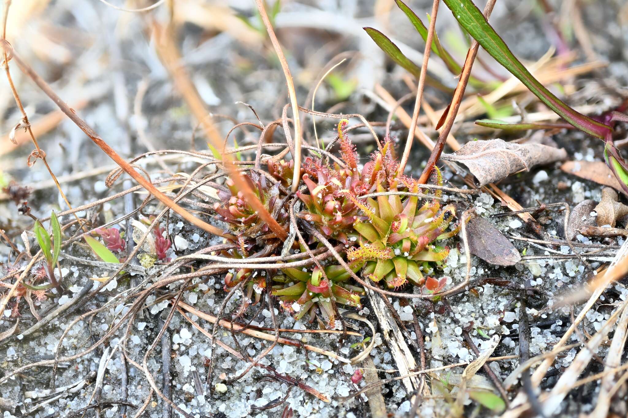 Image de Drosera filiformis var. filiformis