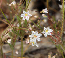 Image of Redding buckwheat