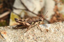 Image of Melanoplus mancus (Smith & L. M. 1868)