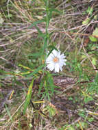 Image of <i>Symphyotrichum <i>pilosum</i></i> var. pilosum