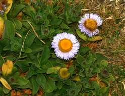 Слика од Erigeron glaucus Ker-Gawl.