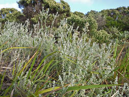 Слика од Plecostachys serpyllifolia (Berg.) O. M. Hilliard & B. L. Burtt