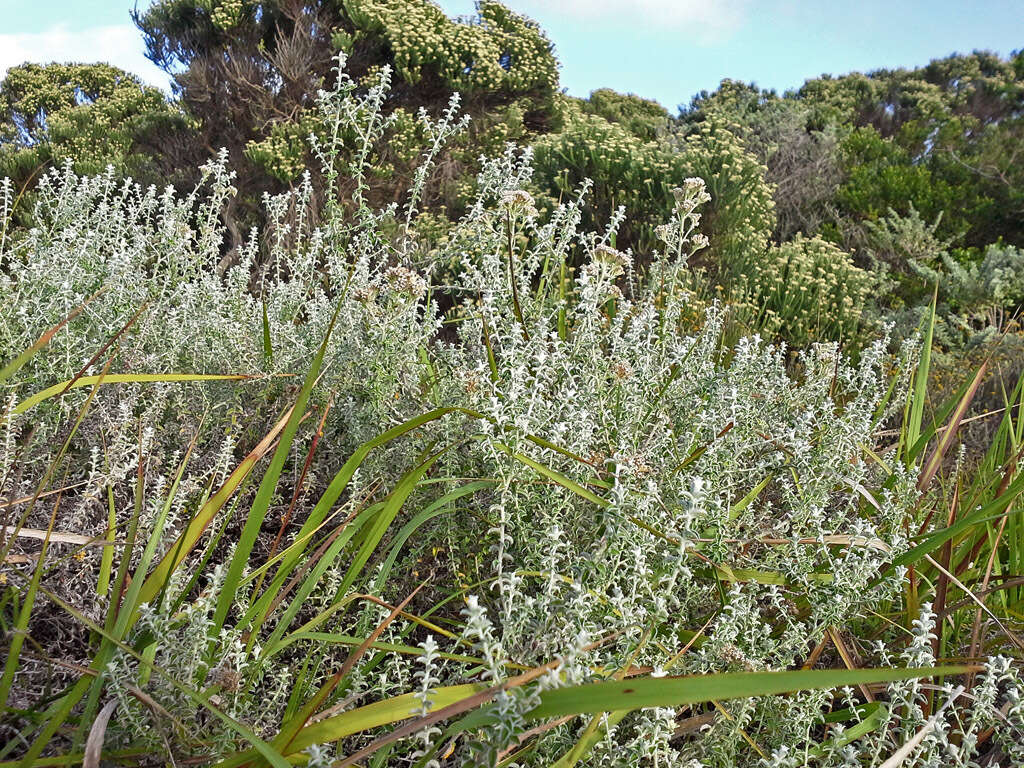 Plecostachys serpyllifolia (Berg.) O. M. Hilliard & B. L. Burtt的圖片