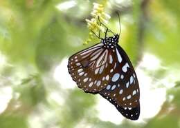 صورة <i>Tirumala petiverana</i>