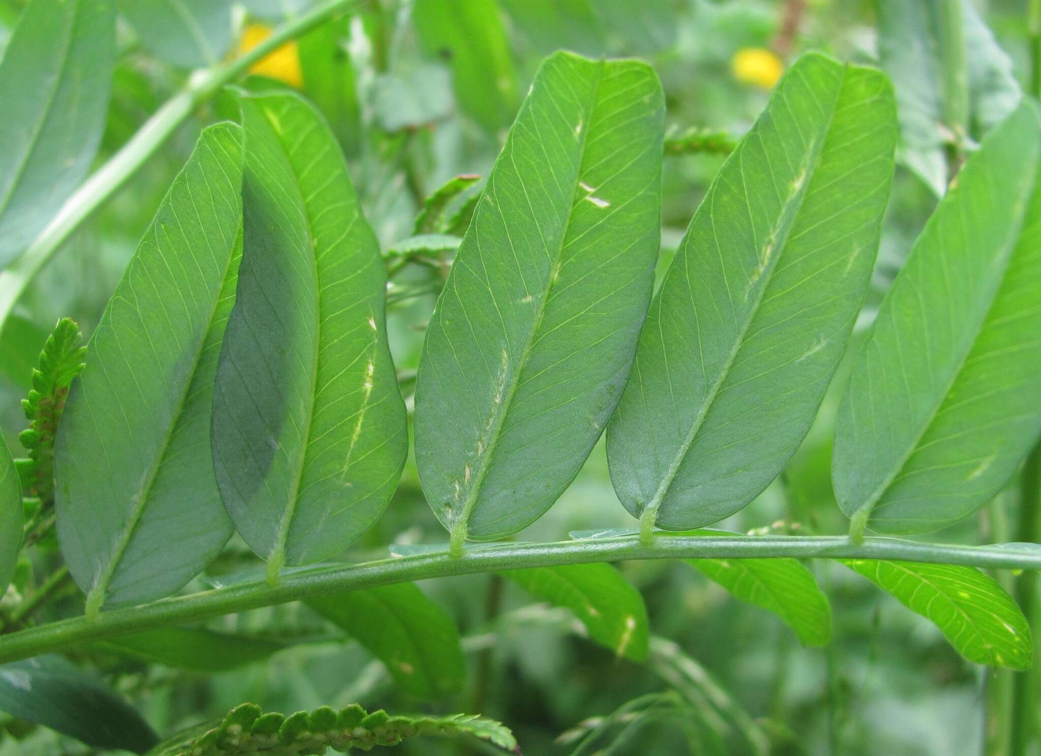 Image of Vicia balansae Boiss.