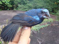 Image of Amazonian Grosbeak
