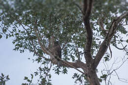 Image of New Zealand Falcon