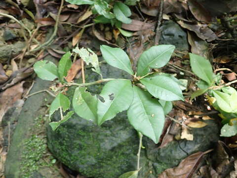 صورة Ardisia chinensis Benth.