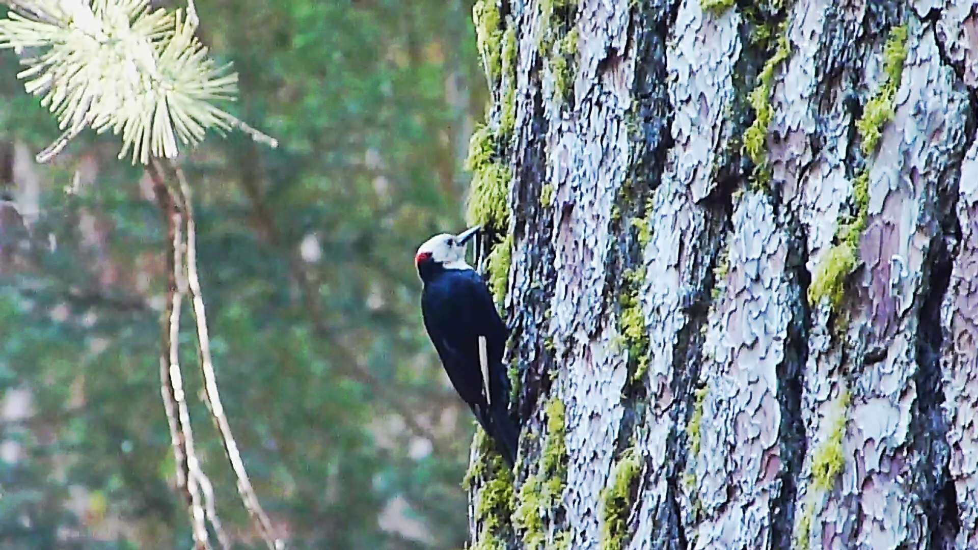 Image of White-headed Woodpecker