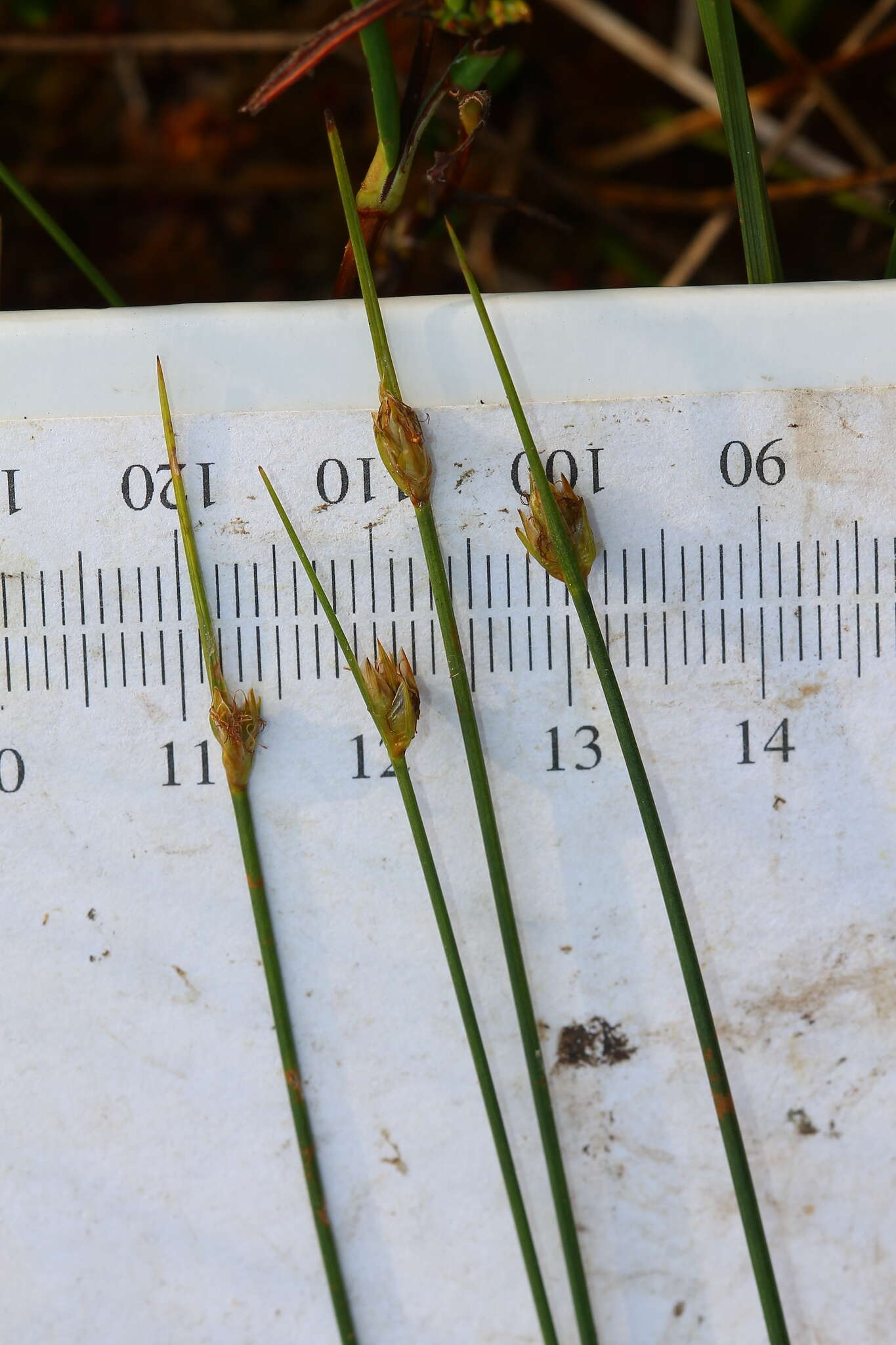 Image of Swaying bulrush