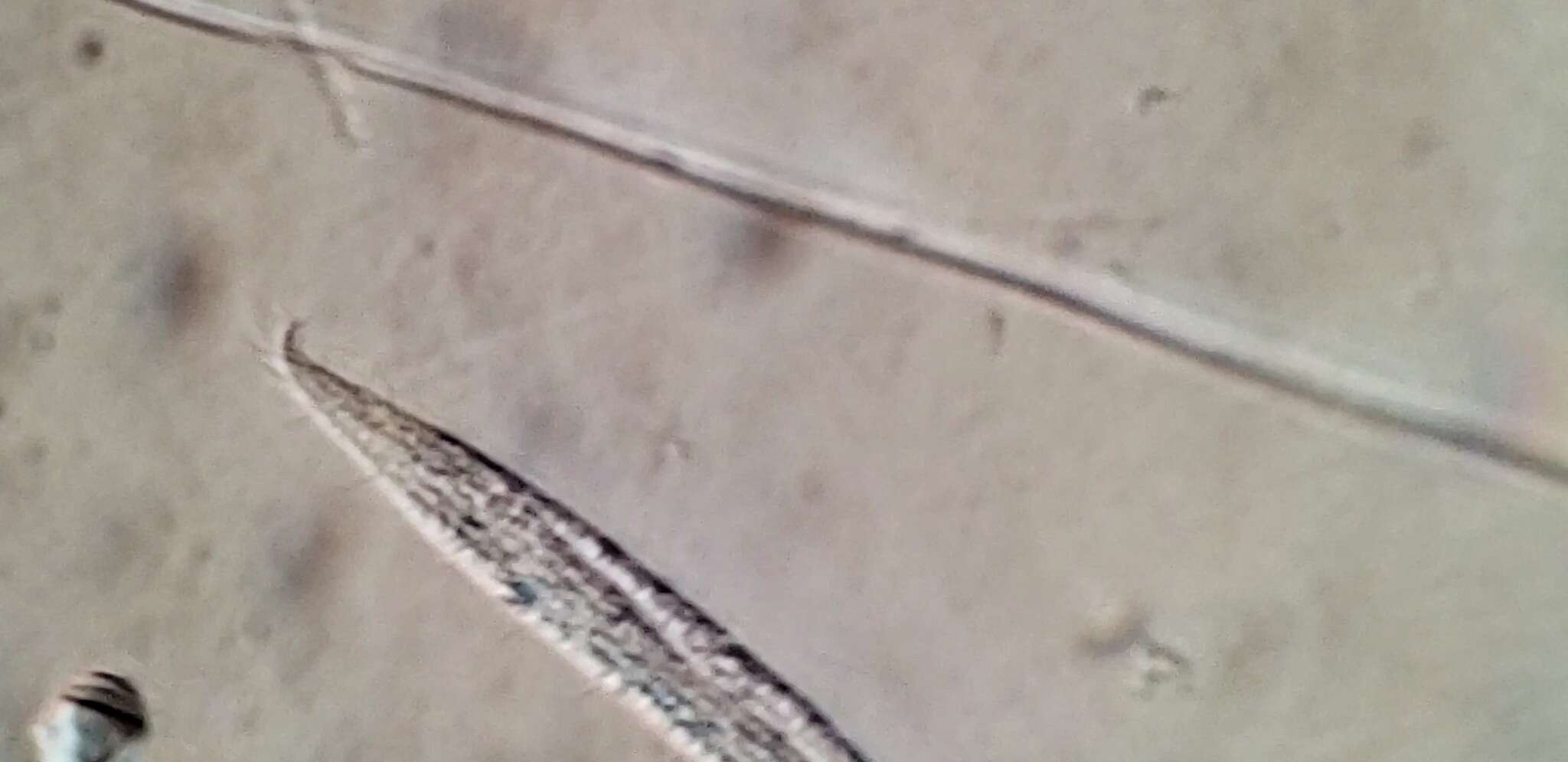 Sivun Remanella microstoma kuva