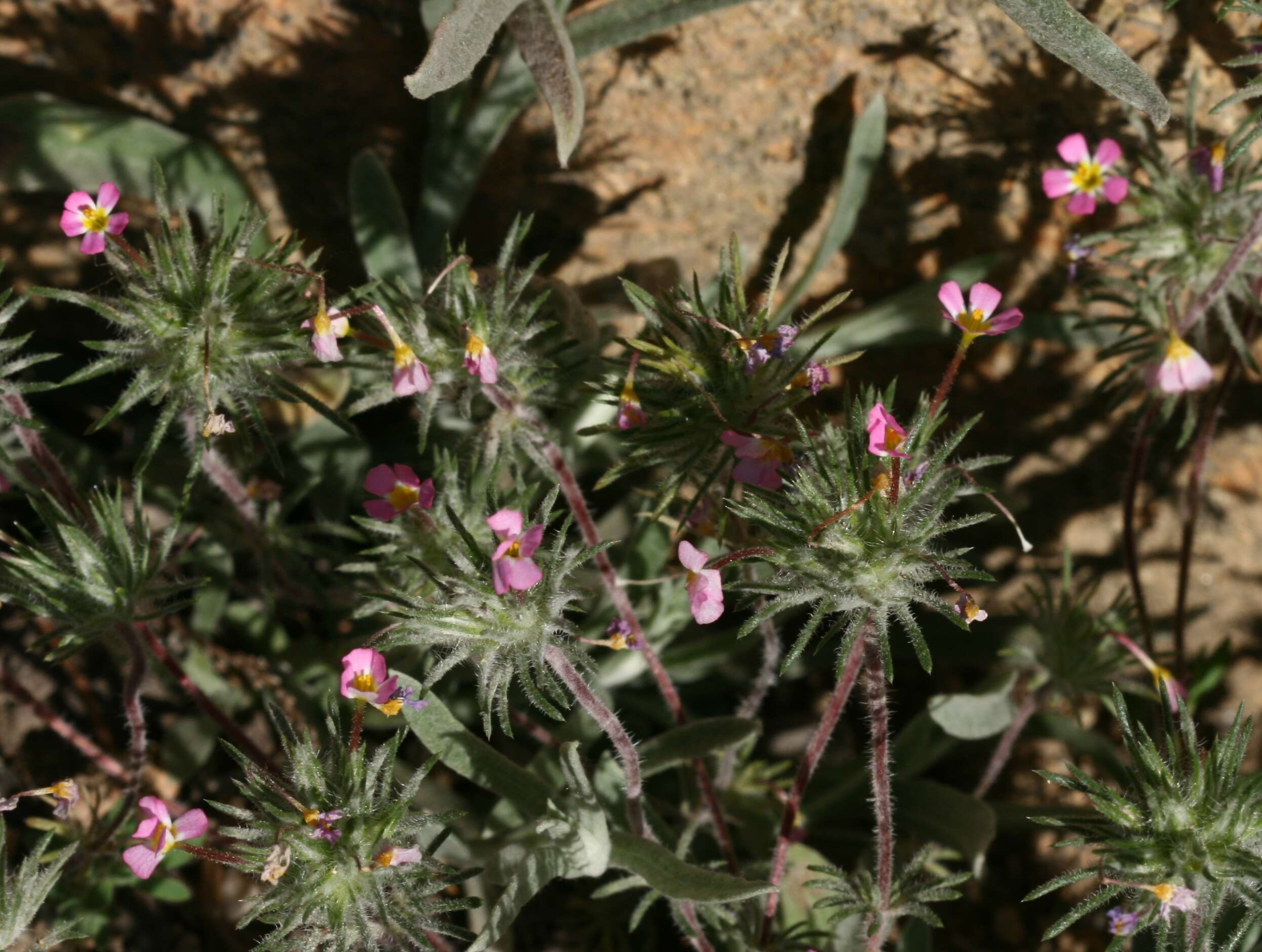 Image of mustang clover