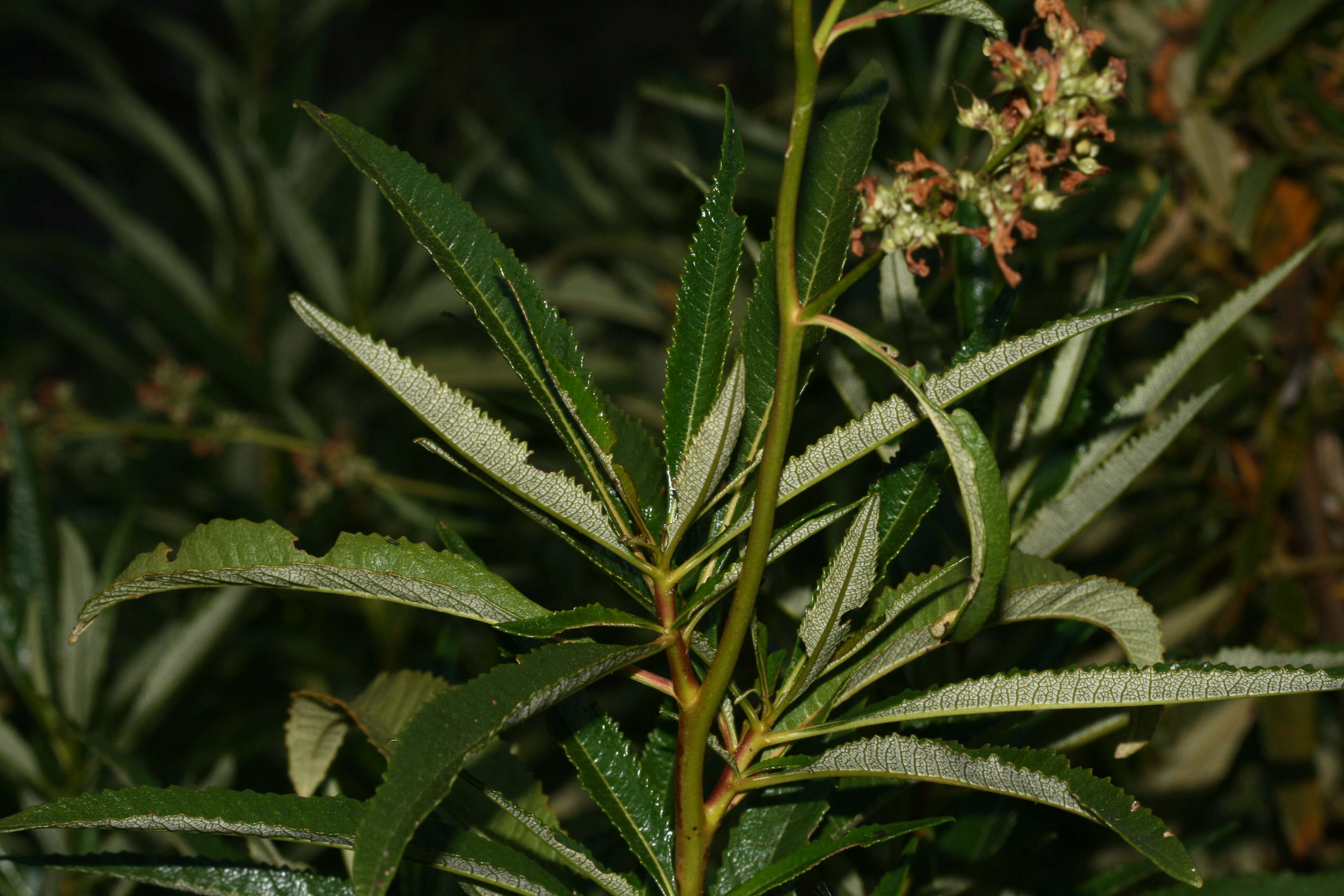 Image of California yerba santa