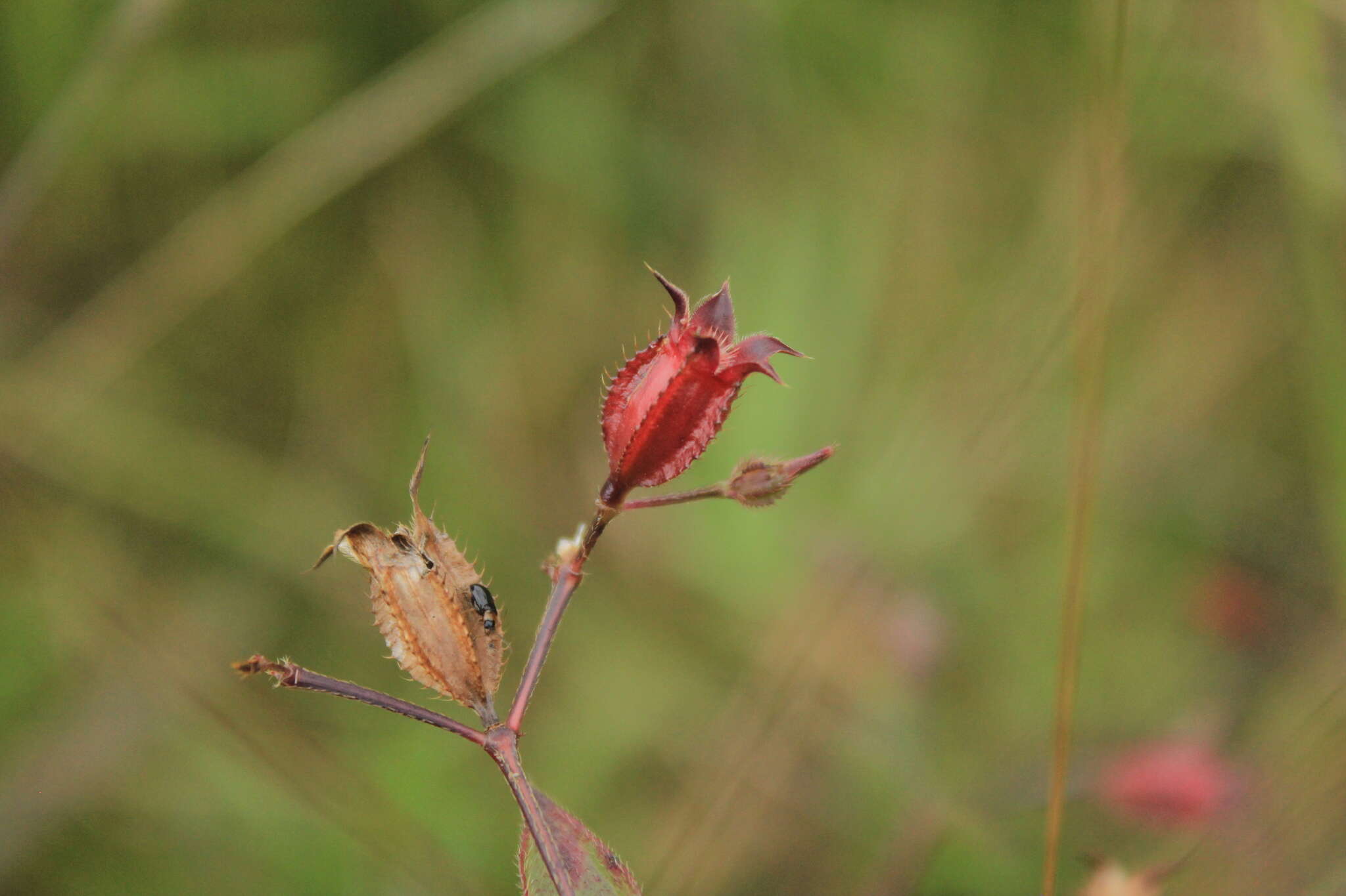 Pterogastra divaricata (Bonpl.) Naud.的圖片