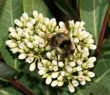 Image of Black Tail Bumble Bee