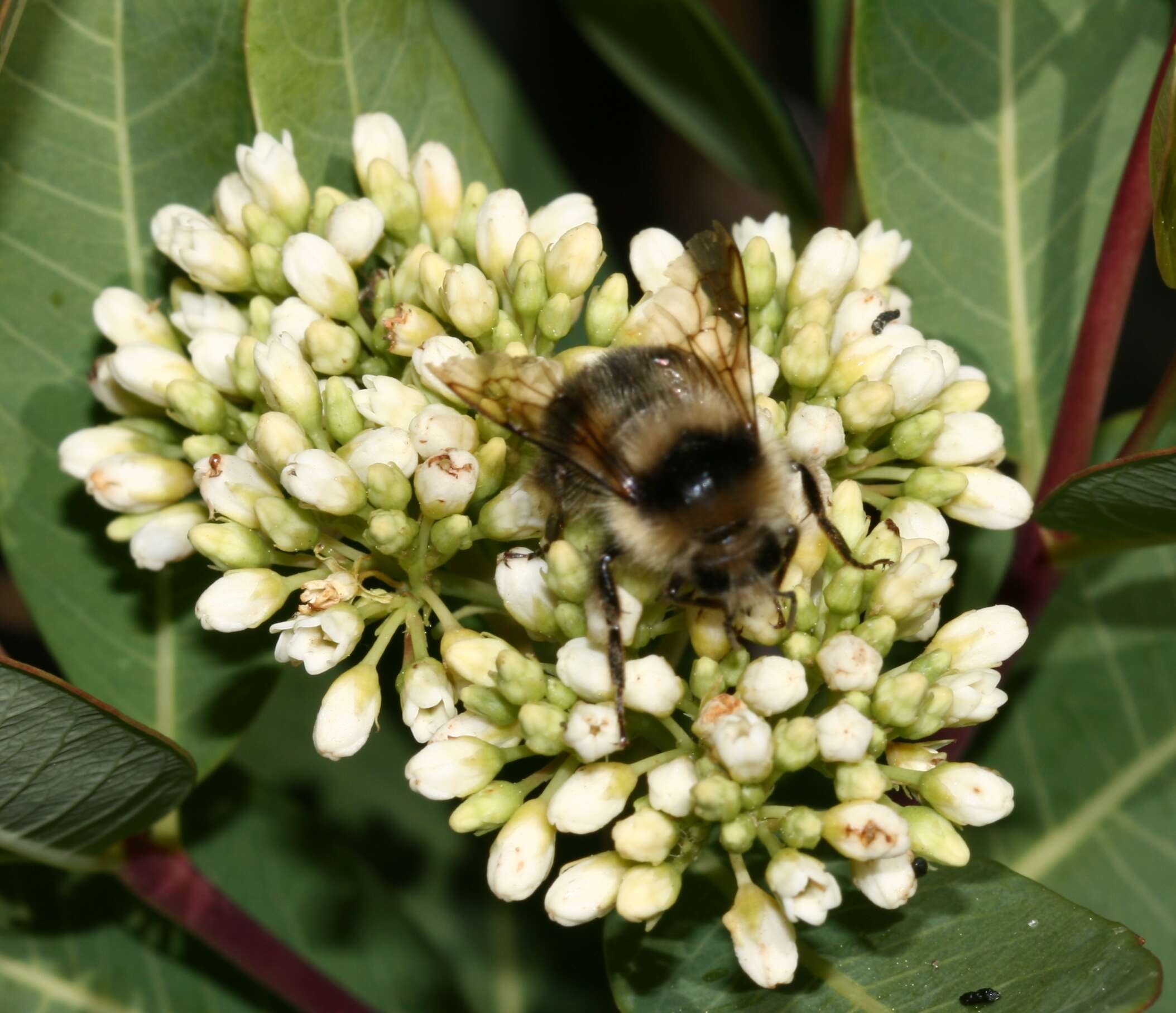 Image of Black Tail Bumble Bee