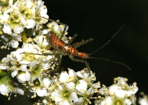 Image of Leafhopper Assassin Bug