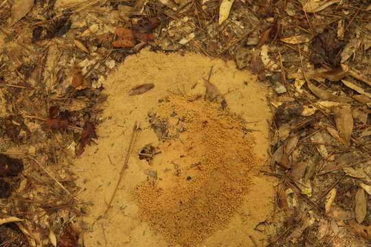 Image of Texas Leaf Cutting Ant