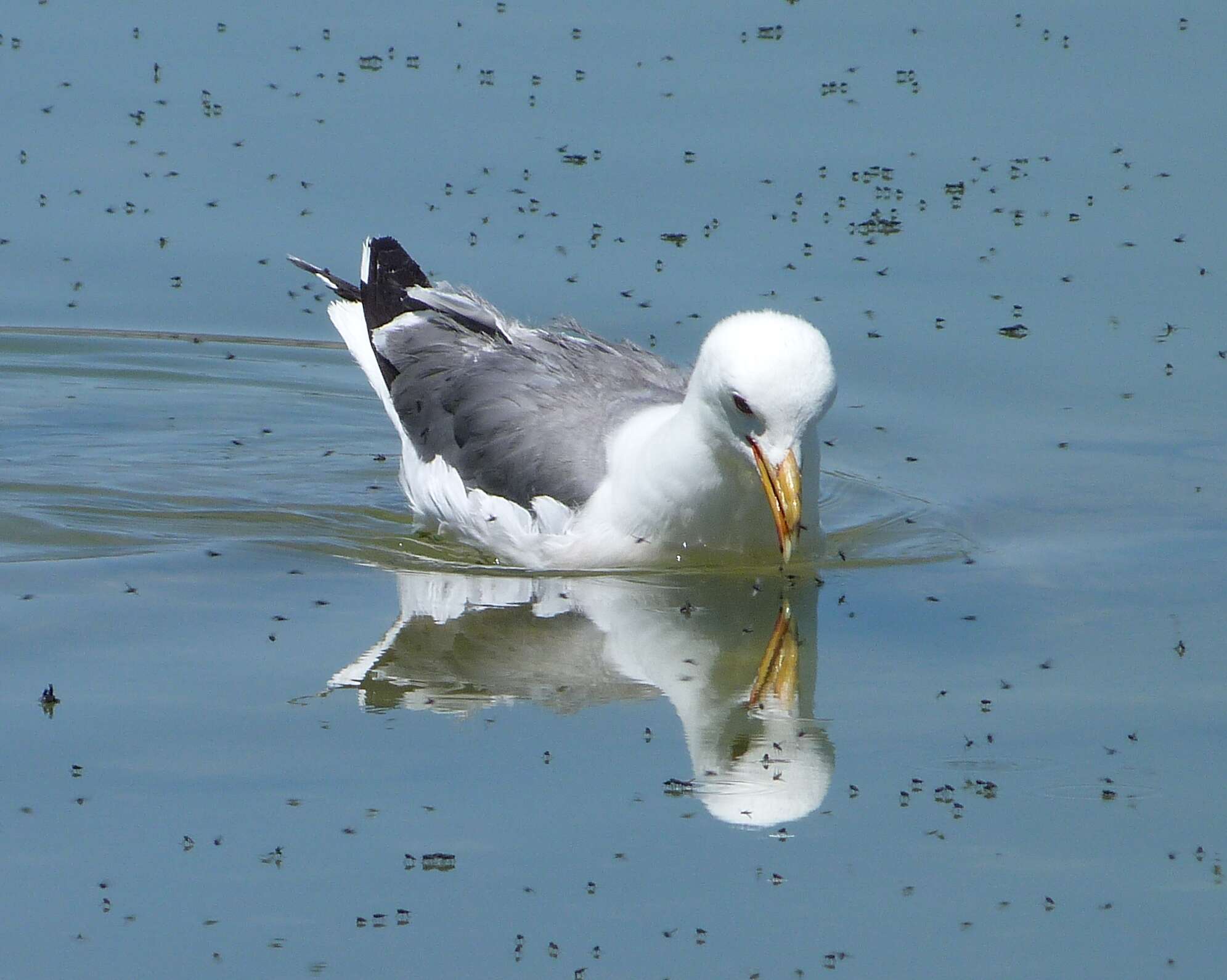 Image of California Gull