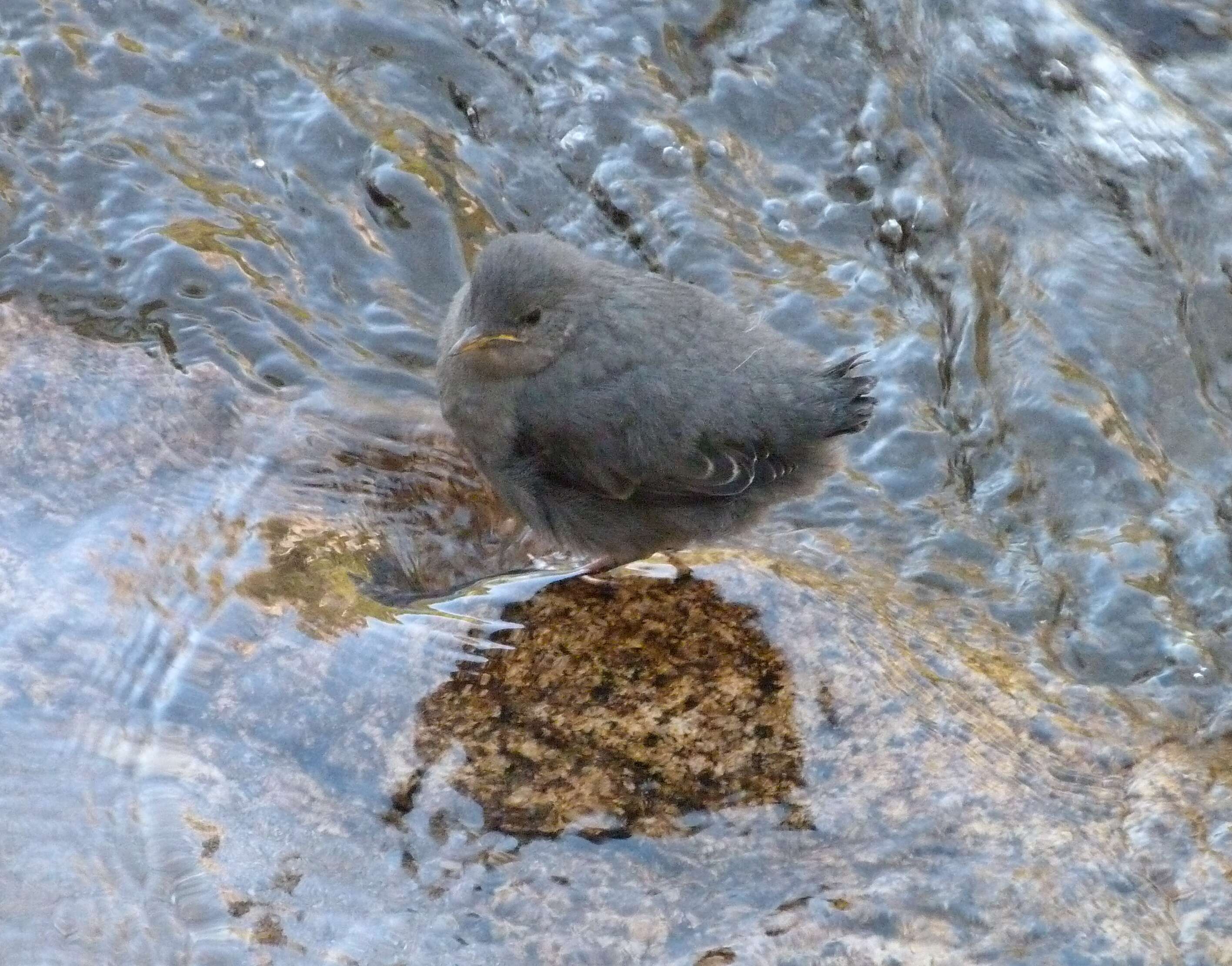 Image of American Dipper