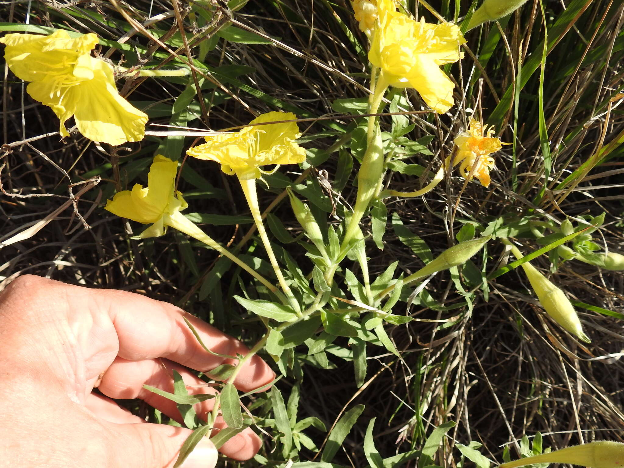 Imagem de Oenothera hartwegii subsp. pubescens (A. Gray) W. L. Wagner & Hoch