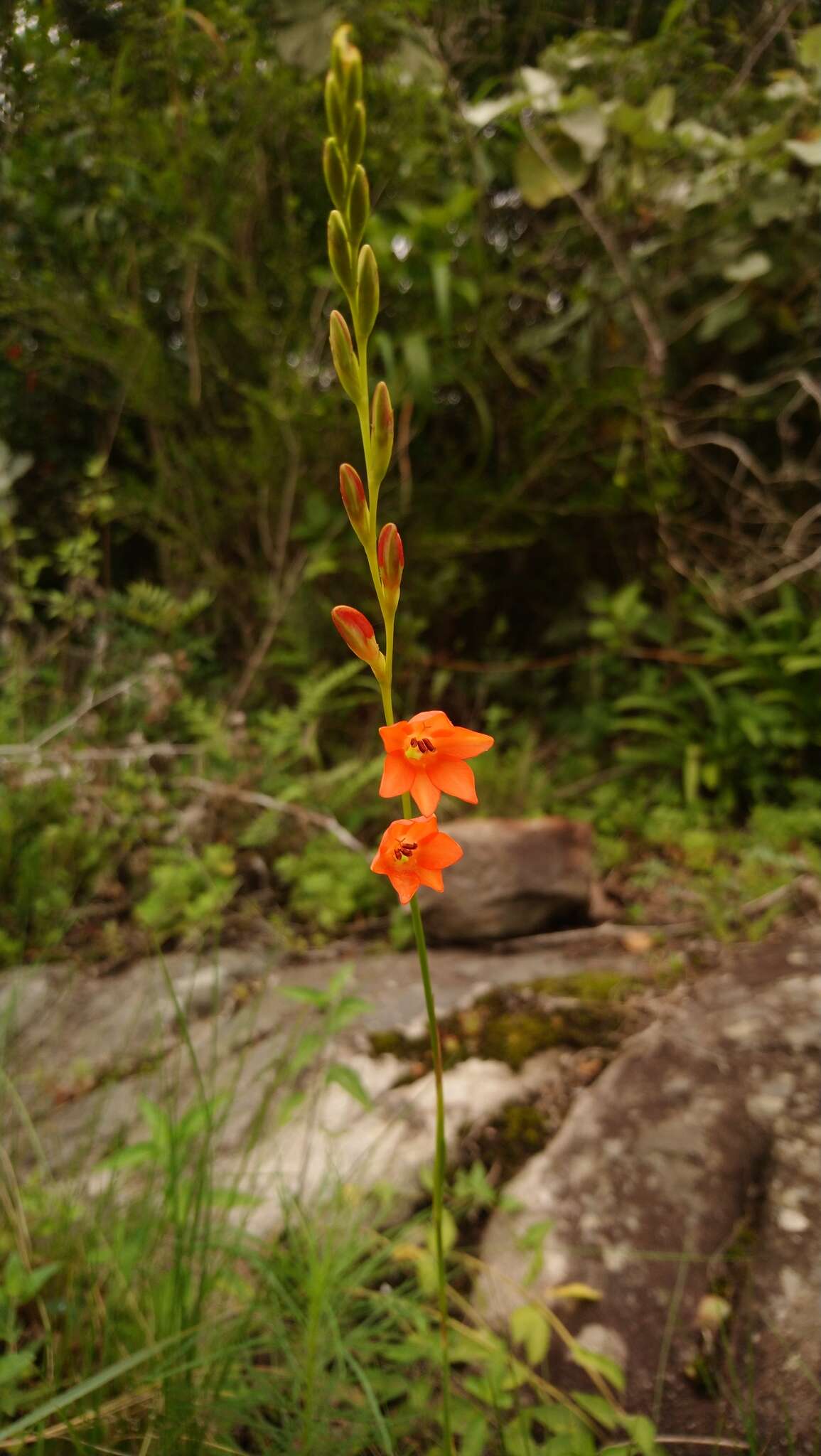 Image of Tritonia disticha (Klatt) Baker