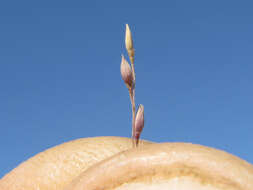 Image of Australian millet