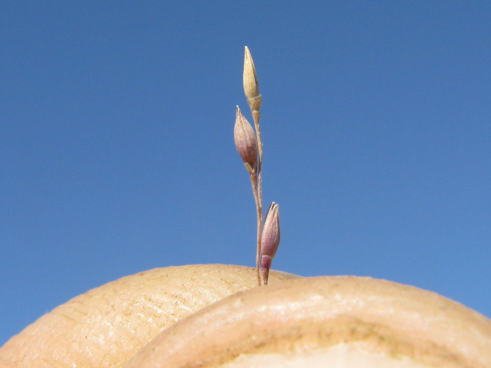 Image of Australian millet