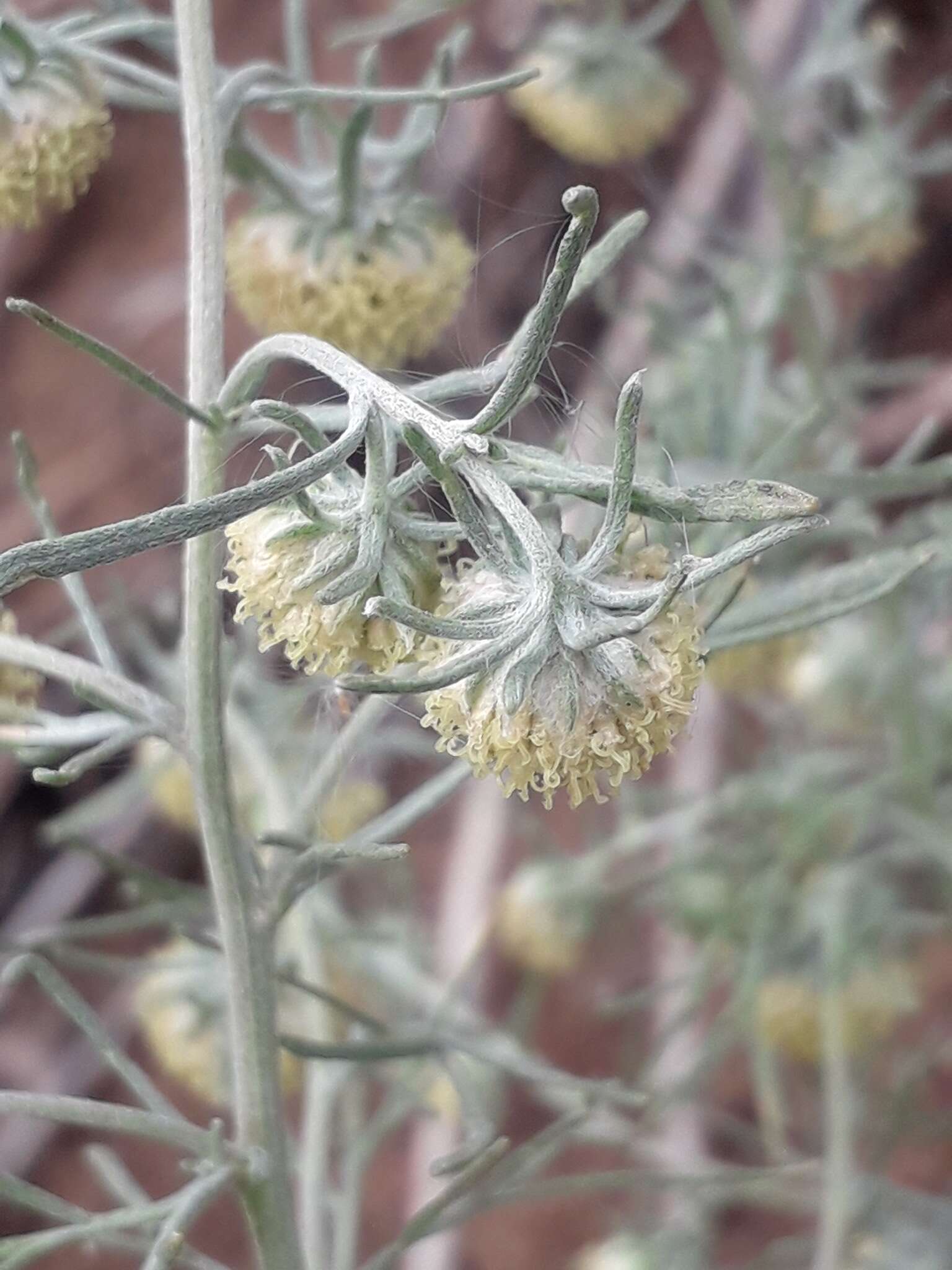 Слика од Artemisia jacutica Drobov