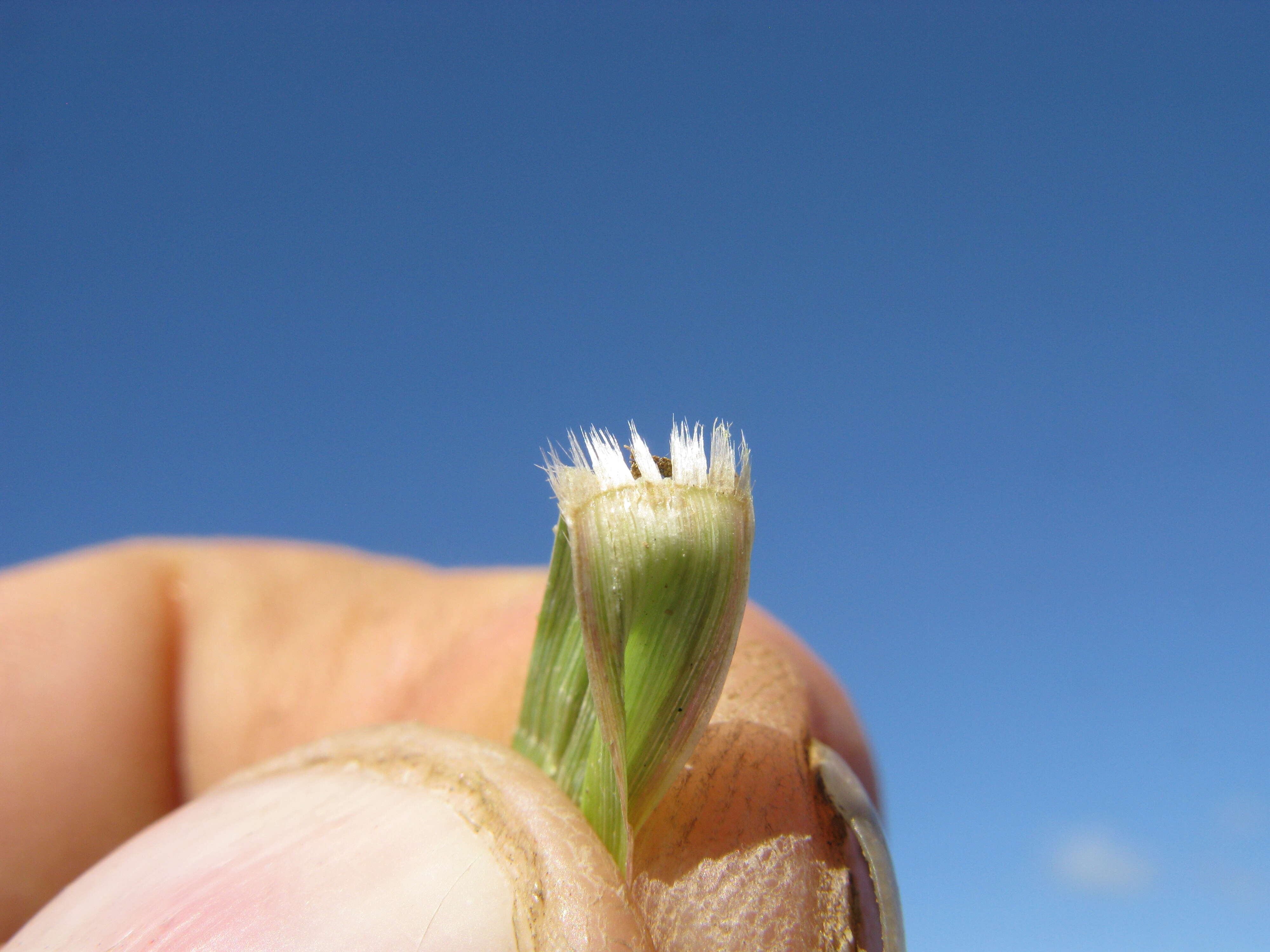 Image of Australian millet