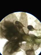 Image of Jubula hutchinsiae (Hook.) Dumort.
