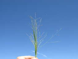 Image of Australian millet