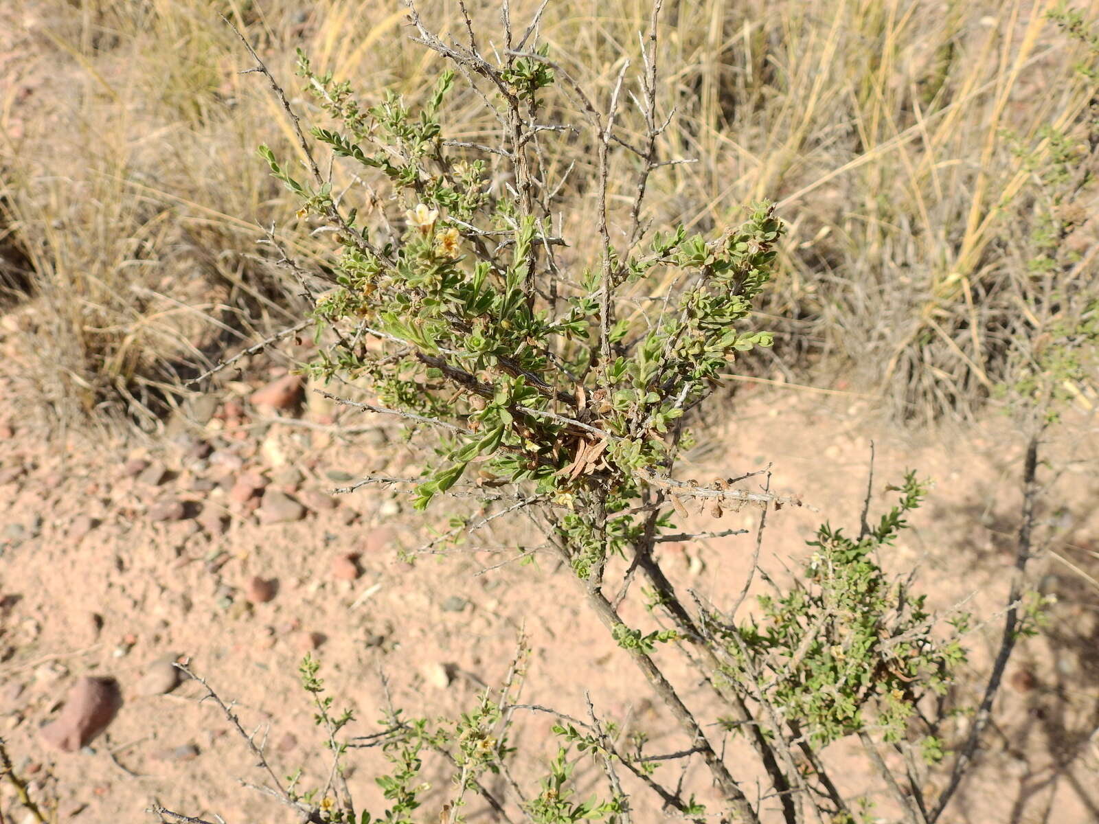 Image of Lycium chilense var. confertifolium (Miers) F. A. Barkley