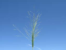 Image of Australian millet