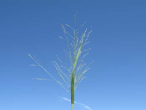 Image of Australian millet